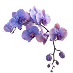 Naklejka premium Isolated transparent background Deep Purple Orchid 