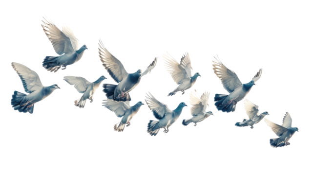 Pigeons in flight on a transparent background