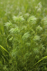 portrait banner close up of grass, nature background, for wall ornament.