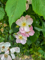 Obraz premium Manzano en flor