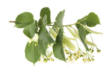 Branch of linden tree with young fresh green leaves and blossom isolated on white
