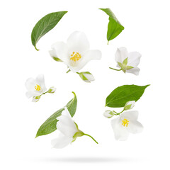 Beautiful jasmine flowers with leaves in air on white background