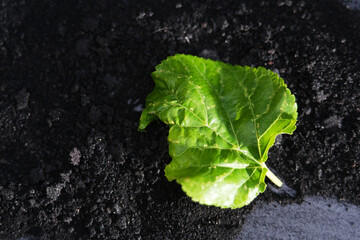 Close up shot of infected mulberry leaf texture