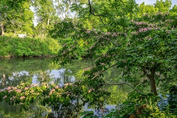 mimosa tree blooming