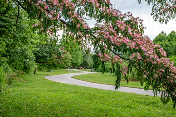 mimosa tree blooming
