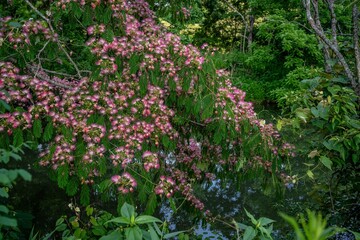 mimosa tree blooming