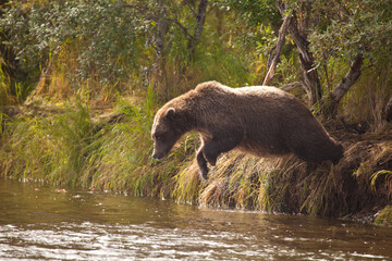 Alaskan brown bear jumping into river fishing for salmon, Katmai National Park, Alaska