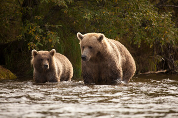 Fototapeta premium Mother bear and cub, learning to fish for salmon in river, Alaska