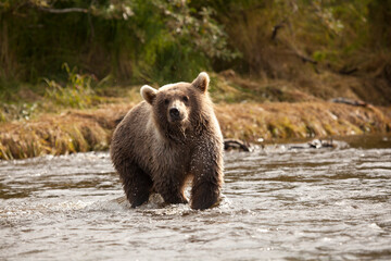 Obraz premium Alaskan brown bear cub by river fishing for salmon, Katmai National Park, Alaska