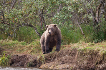 Fototapeta premium Alaskan brown bear by river fishing for salmon, Katmai National Park, Alaska