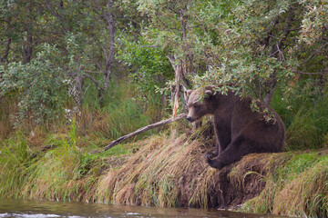 Alaskan brown bear by river fishing for salmon, Katmai National Park, Alaska