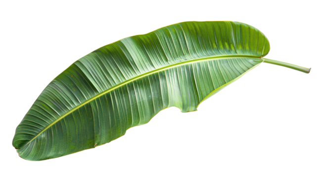 Banana Leaf with Detailed Vein Structure isolated on transparent background.