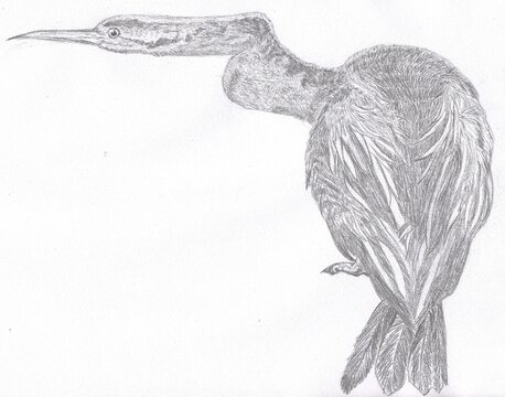 recommend clip art: Illustration of Australian native bird, Australasian darter