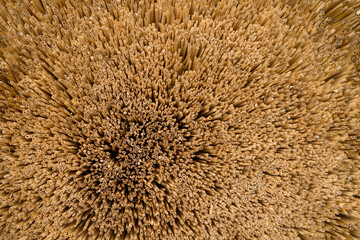 出雲大社のしめ縄