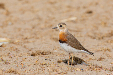 An adult Oriental plover (Charadrius veredus) in breeding plumage in wildlife reserve in Beijing, China