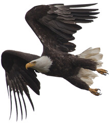 American USA bald eagle flying, PNG, transparent background clip art 