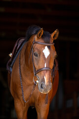 Bay Horse in english tack on a black background