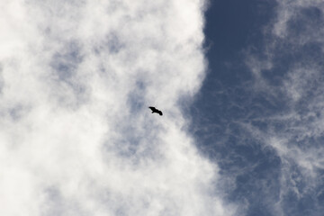 bird flying in the sky