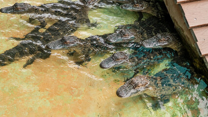 Juvenile alligators swimming in a Florida gator farm with various sizes.