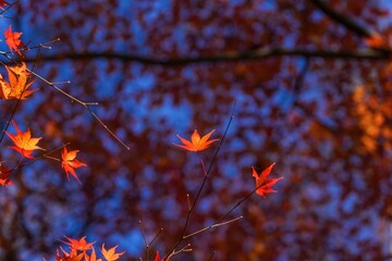 木漏れ日浴びて輝く鮮やかなモミジの紅葉