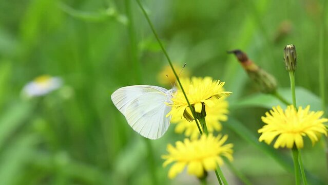 紋白蝶」の写真素材 | 201,131件の無料イラスト画像 | Adobe Stock