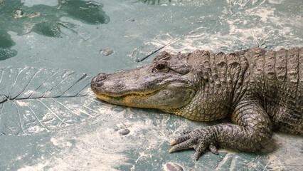 big scary crocodile sunning themselves on the shore of a lake