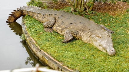 big scary alligator sunning on the green grass of a lake
