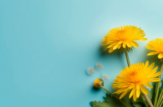 Fresh, yellow dandelions with leaves on blue background. Bright colors. Mock up for special offers as advertising or card. Empty place for inspirational, motivational text or quote