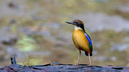 A Mangrove pitta (Pitta megarhyncha) in a mangrove forest in Thailand. The bird's vibrant plumage, with blue, green, and yellow hues, stands out against the blurred background.