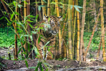 Sumatran Tiger cub walking through bamboo at the zoo.
