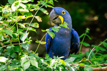 Hyacinth Macaw sitting on a branch at a zoo in Tennessee.