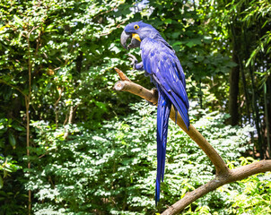 Hyacinth Macaw sitting on a branch at a zoo in Tennessee.