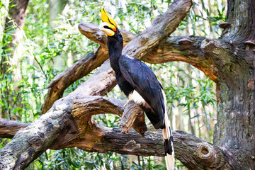 Rhinoceros Hornbill sitting on a branch at a zoo in Tennessee.