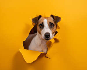 Funny dog jack russell terrier leans out of a hole in a paper orange background. 