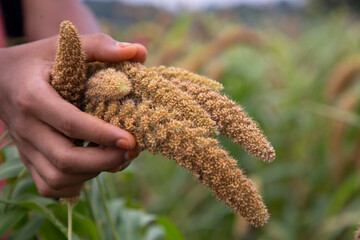 Farmer Hand-holding millet spike in the agriculture harvest field. Selective focus