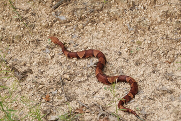 Venomous copperhead snake closeup on Texas ground.