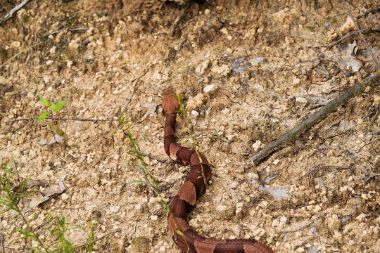 Venomous copperhead snake from top view on Texas ground.