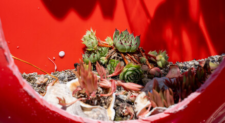 빨간 작은 화분 속에서 자라는 다육 식물