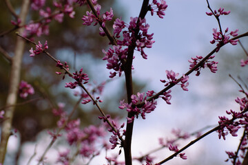 Eastern Red Bud Tree Blooming Flowers in a Spring Garden