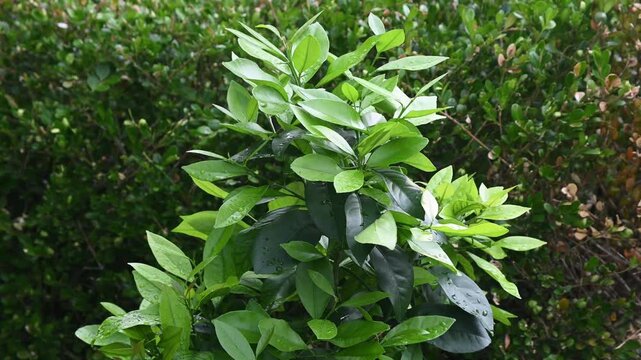 5 year old home grown lemon tree in a pot.  Nice and healthy lemon prant .
