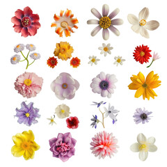 Top down view of a diverse collection of vibrant flowers on a transparent background, with a shallow depth of field. 