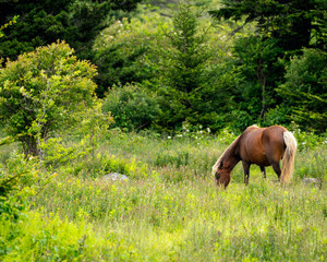 A flaxen chestnut mare grazes in a meadow in Grayson Highlands State Park in Virginia. She is one...