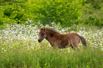 A seal brown filly in a meadow of wildflowers in Grayson Highlands State Park in Virginia. She is one of many foals born in the wild pony herd that thrives in the park.