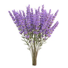 Obraz premium Beautiful lavender flowers arranged in a bouquet and set against a transparent background.