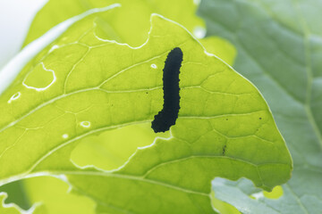 小松菜の葉を食べるニホンカブラハバチの幼虫