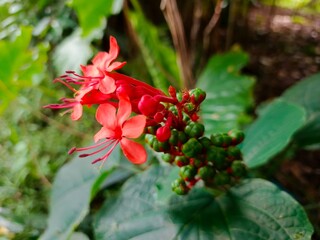 red flower in the garden