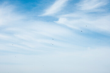 Flying birds