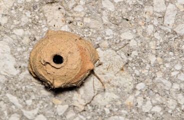 Potter wasp nest of mud wall insect nature pest control mason Springtime.