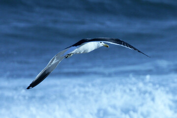 Uma linda gaivota sobrevoando as ondas da praia de Cordeirinho- Maricá - RJ