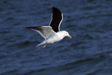 Uma linda gaivota sobrevoando as ondas da praia de Cordeirinho- Maricá - RJ